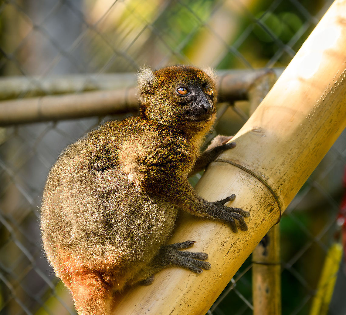 Greater bamboo lemur, Ivoloina park, Madagascar In captivity in Ivoloina park, to be released back in the wild. The question would be, which wild? This species lacks a natural habitat as the 4% of its original range that remains is unprotected and degraded. <br />
<figure class="photo"><a href="https://www.jungledragon.com/image/90737/greater_bamboo_lemur_-_closeup_ivoloina_park_madagascar.html" title="Greater bamboo lemur - closeup, Ivoloina park, Madagascar"><img src="https://s3.amazonaws.com/media.jungledragon.com/images/2/90737_thumb.jpg?AWSAccessKeyId=05GMT0V3GWVNE7GGM1R2&Expires=1759968010&Signature=an64teGLbaoeZfVyc59lK3nUjEM%3D" width="200" height="184" alt="Greater bamboo lemur - closeup, Ivoloina park, Madagascar In captivity in Ivoloina park, to be released back in the wild. The question would be, which wild? This species lacks a natural habitat as the 4% of its original range that remains is unprotected and degraded. <br />
https://www.jungledragon.com/image/90736/greater_bamboo_lemur_ivoloina_park_madagascar.html Africa,Greater bamboo lemur,Ivoloina park,Madagascar,Madagascar 2019,Prolemur simus,World" /></a></figure> Africa,Greater bamboo lemur,Ivoloina park,Madagascar,Madagascar 2019,Prolemur simus,World