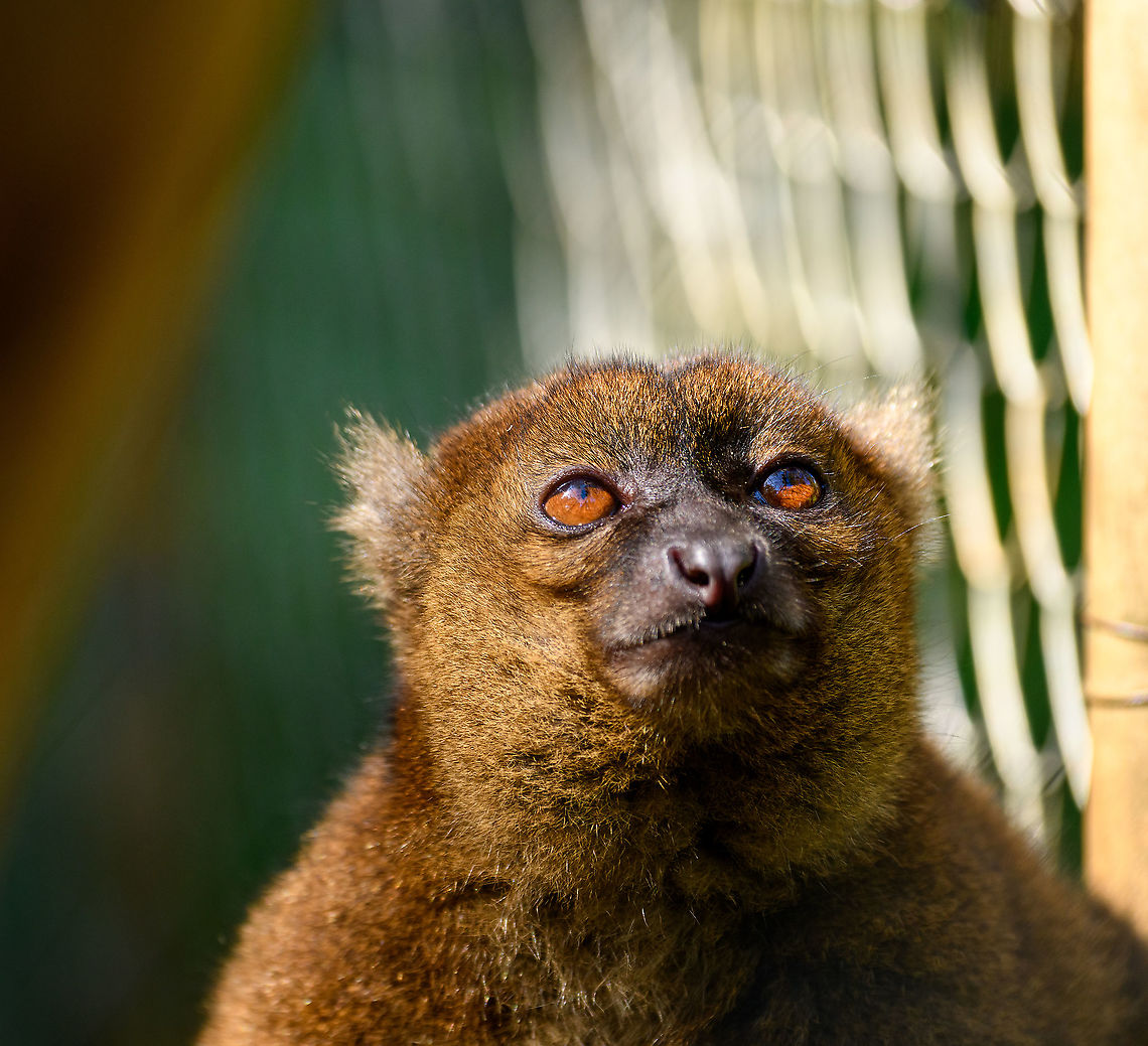 Greater bamboo lemur - closeup, Ivoloina park, Madagascar In captivity in Ivoloina park, to be released back in the wild. The question would be, which wild? This species lacks a natural habitat as the 4% of its original range that remains is unprotected and degraded. <br />
<figure class="photo"><a href="https://www.jungledragon.com/image/90736/greater_bamboo_lemur_ivoloina_park_madagascar.html" title="Greater bamboo lemur, Ivoloina park, Madagascar"><img src="https://s3.amazonaws.com/media.jungledragon.com/images/2/90736_thumb.jpg?AWSAccessKeyId=05GMT0V3GWVNE7GGM1R2&Expires=1763596810&Signature=fnJtcTzFRoIJ%2FGcqiI3zB7Hnksc%3D" width="200" height="184" alt="Greater bamboo lemur, Ivoloina park, Madagascar In captivity in Ivoloina park, to be released back in the wild. The question would be, which wild? This species lacks a natural habitat as the 4% of its original range that remains is unprotected and degraded. <br />
https://www.jungledragon.com/image/90737/greater_bamboo_lemur_-_closeup_ivoloina_park_madagascar.html Africa,Greater bamboo lemur,Ivoloina park,Madagascar,Madagascar 2019,Prolemur simus,World" /></a></figure> Africa,Greater bamboo lemur,Ivoloina park,Madagascar,Madagascar 2019,Prolemur simus,World