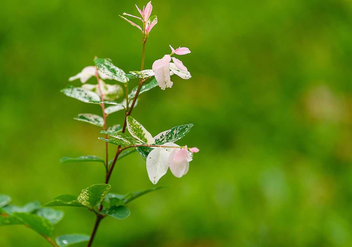 Breynia disticha, Ivoloina park,Madagascar Presumed species. Not native to Madagascar. From a distance, this plant looks like somebody spilled paint. Africa,Breynia disticha,Ivoloina park,Madagascar,Madagascar 2019,World