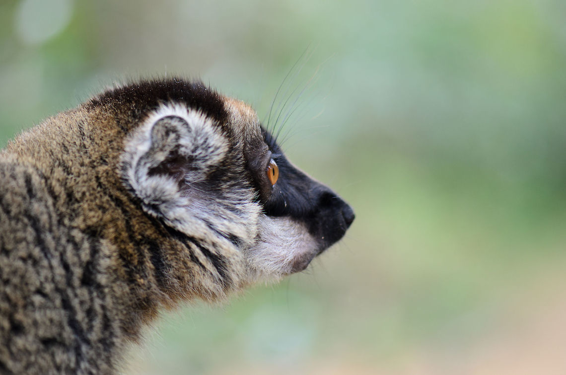 Female Red-fronted Lemur side view The Red Lemur is also called the "Rufus brown lemur". There are several species of brown lemurs across Madagascar. You typically identify them by their face patterns and the location where you found them. Andasibe,Eulemur rufifrons,Geotagged,Lemur island,Madagascar,Red lemur