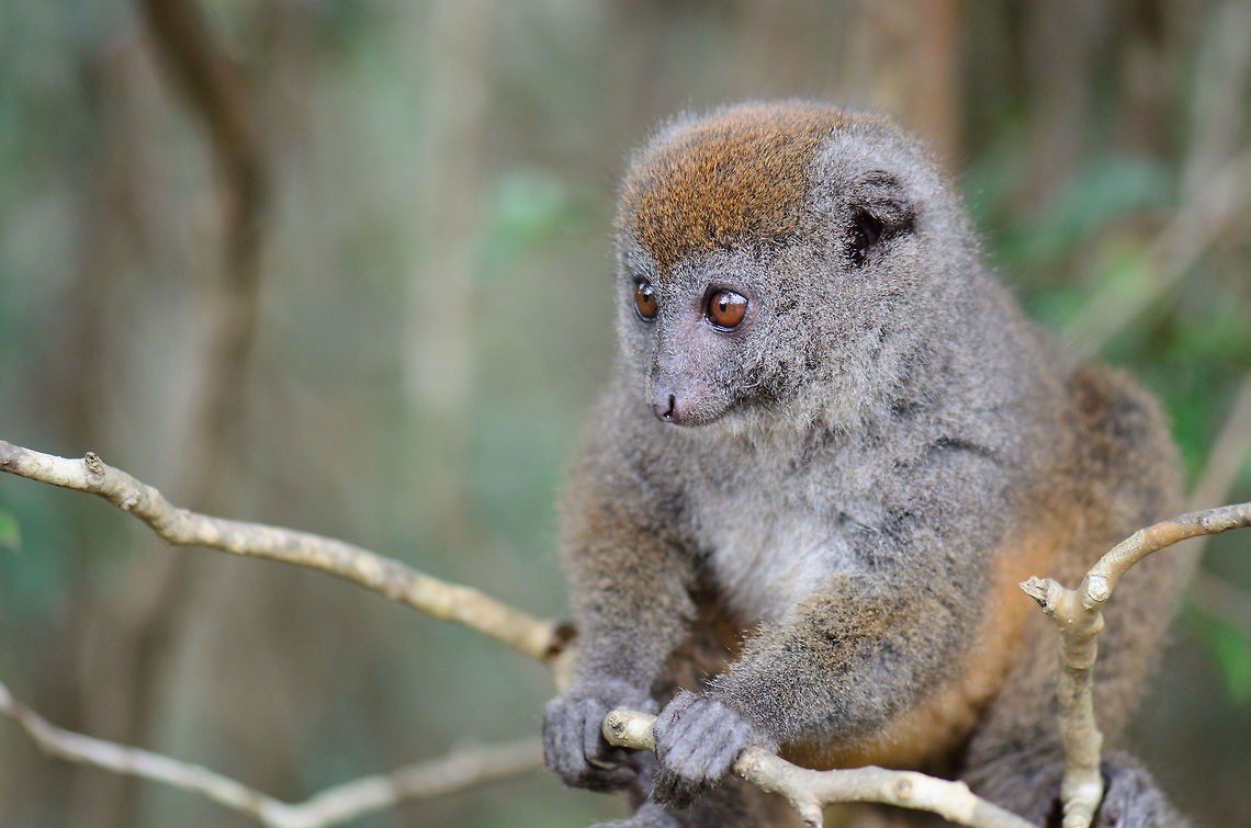 Eastern lesser bamboo lemur being careful On Lemur Island in Andasibe, Madagascar, the far bigger brown lemurs dominate the scene, actively begging for fruits from tourists, whilst the ultra cute bamboo lemur awaits in the bushes silently. Andasibe,Eastern lesser bamboo lemur,Geotagged,Hapalemur griseus,Lemur island,Madagascar