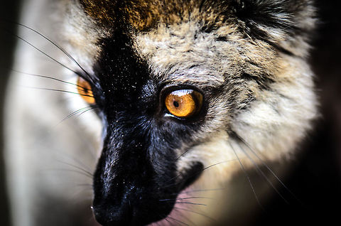Male Red-fronted Lemur extreme closeup Up close and personal with the Red-fronted Lemur at Lemur Island, Andasibe, Madagascar. Andasibe,Eulemur rufifrons,Geotagged,Lemur island,Madagascar,Red-fronted lemur