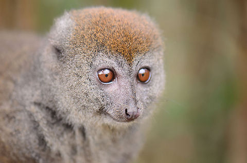 Eastern lesser bamboo lemur mugshot The Eastern lesser bamboo lemur is unsure why so many cat photos are found on the web, yet so little of himself, despite being clearly cuter. Help this little bamboo drug addict by sharing this post. Andasibe,Eastern lesser bamboo lemur,Geotagged,Hapalemur griseus,Lemur island,Madagascar