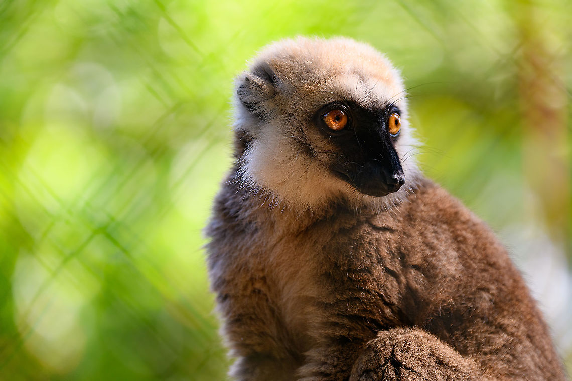 White-headed lemur, Ivoloina park, Madagascar In captivity in Ivoloina park. This is the male of the species. Africa,Eulemur albifrons,Geotagged,Ivoloina park,Madagascar,Madagascar 2019,White-headed lemur,Winter,World