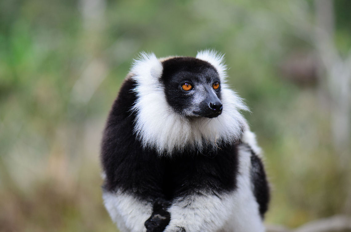 Black-and-white ruffed lemur at ease A Black-and-white ruffed lemur sits patiently on a bench at Lemur Island, Andasibe, Madagascar. I had the opportunity to pet it, their fur is softer than anything I ever touched before. Andasibe,Black-and-white ruffed lemur,Geotagged,Lemur island,Madagascar,Varecia variegata