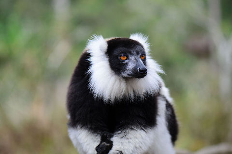 Black-and-white ruffed lemur at ease A Black-and-white ruffed lemur sits patiently on a bench at Lemur Island, Andasibe, Madagascar. I had the opportunity to pet it, their fur is softer than anything I ever touched before. Andasibe,Black-and-white ruffed lemur,Geotagged,Lemur island,Madagascar,Varecia variegata