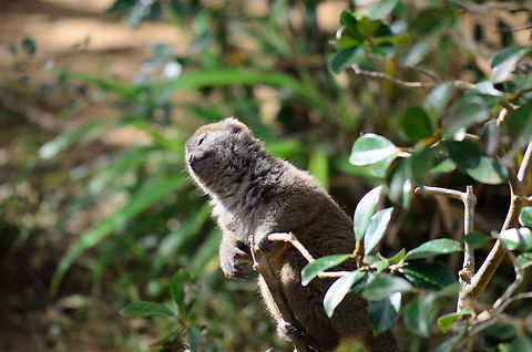 Bamboo Lemur worships sun This Bamboo Lemur was visibly pleased when the sun appeared through the thick tree tops. Andasibe,Eastern lesser bamboo lemur,Geotagged,Hapalemur griseus,Lemur island,Madagascar,cute