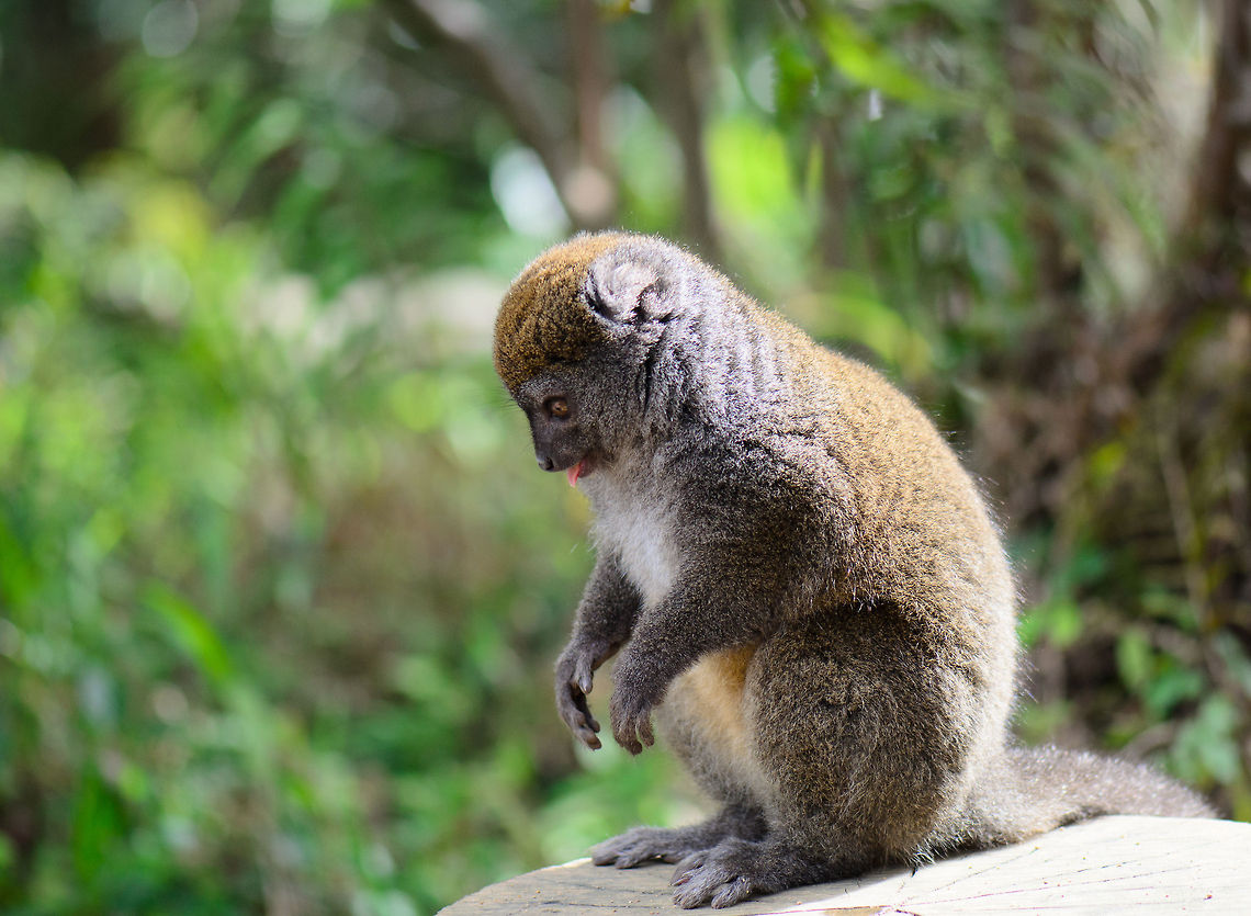 Jakkie Bah The Eastern lesser bamboo lemur is disgusted by the fruit-hungry brown lemurs that dominate Lemur Island. Real men eat bamboo. With cyanide in it. Andasibe,Eastern lesser bamboo lemur,Geotagged,Hapalemur griseus,Lemur island,Madagascar