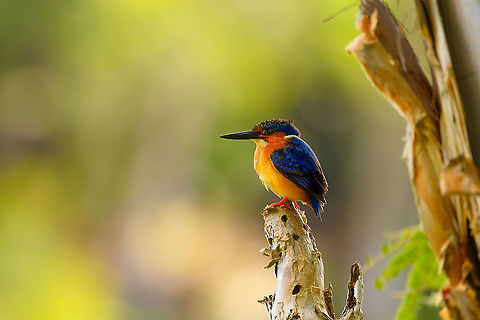 Malagasy kingfisher, Ivoloina park,Madagascar Freely roaming around the lake in Ivoloina park.

This species superficially resembles the widely spread Common Kingfisher, yet the comparison falls apart in many ways when inspecting them up close. This species instead is closely related to the Malachite kingfisher seen here:
https://www.jungledragon.com/image/51822/malacahite_kingfisher.html
The only other Kingfisher species found in Madagascar is the super tiny Madagascan Pygmy Kingfisher:

https://www.jungledragon.com/image/34519/madagascan_pygmy_kingfisher_masoala_madagascar.html
All three share the same genus. 

It's possible to get close to this bird, it just takes a long time. Take one step, wait. Take one step, wait. Each time wait until it dismisses you as a threat. In my experience, within the 5m range it tends to leave.
 Africa,Corythornis vintsioides,Ivoloina park,Madagascar,Madagascar 2019,Malagasy kingfisher,World