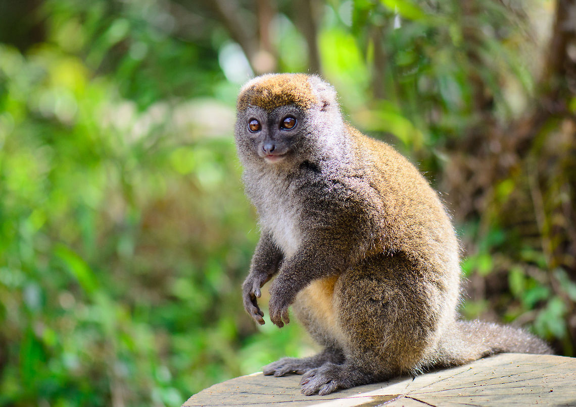 Eastern lesser bamboo lemur acts as model This one is almost like a studio photograph. This Bamboo lemur was posing perfectly at Lemur Island, Andasibe, Madagascar. Andasibe,Eastern lesser bamboo lemur,Geotagged,Hapalemur griseus,Lemur island,Madagascar