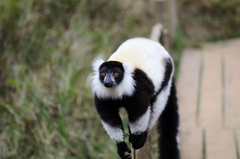 Black-and-white ruffed lemur pre jump This is a typical pose at Lemur Island, it is one second before a lemur jumps on your head or backpack. Andasibe,Black-and-white ruffed lemur,Lemur island,Madagascar,Varecia variegata