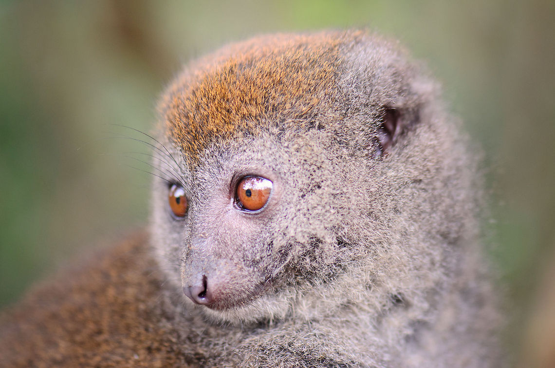 Eastern lesser bamboo lemur portrait  Andasibe,Eastern lesser bamboo lemur,Geotagged,Hapalemur griseus,Lemur island,Madagascar