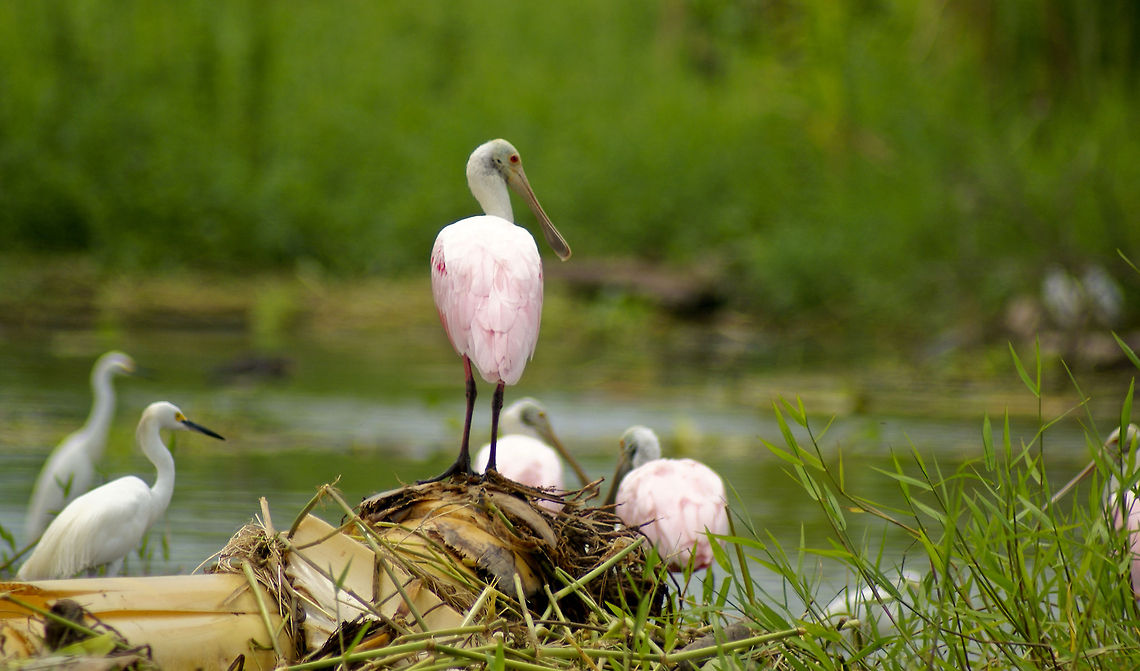 Roseate Spoonbill and others This Costa Rican river is crowded with beautiful birds. Aves,Birds,Costa Rica,Roseate Spoonbill,Spoonbill