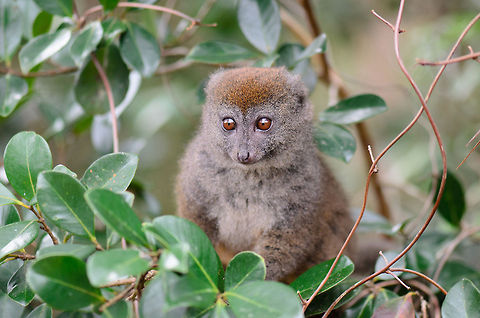 Eastern lesser bamboo lemur on the lookout  Andasibe,Eastern lesser bamboo lemur,Hapalemur griseus,Lemur island,Madagascar