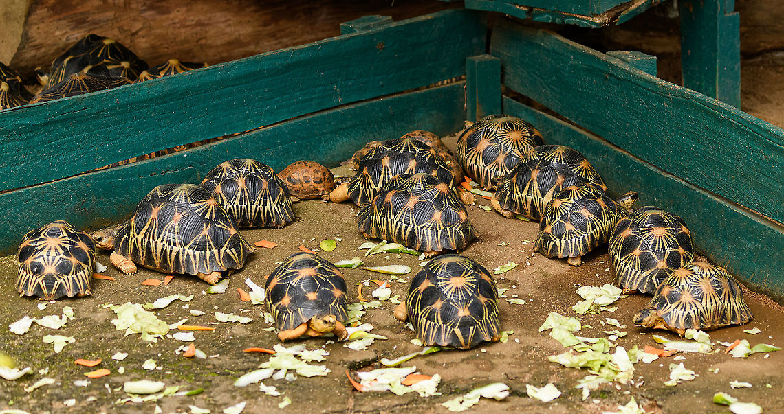 Radiated tortoises, Ivoloina park, Madagascar Critically endangered in the wild, yet commonly held around hotels, lodges, etc. Here's a whole bunch of them. According to some, the most beautiful tortoise in the world, and that's pretty bad news for the animal itself. Africa,Astrochelys radiata,Ivoloina park,Madagascar,Madagascar 2019,Radiated tortoise,World