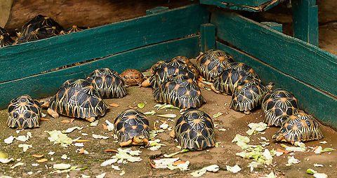 Radiated tortoises, Ivoloina park, Madagascar Critically endangered in the wild, yet commonly held around hotels, lodges, etc. Here's a whole bunch of them. According to some, the most beautiful tortoise in the world, and that's pretty bad news for the animal itself. Africa,Astrochelys radiata,Ivoloina park,Madagascar,Madagascar 2019,Radiated tortoise,World