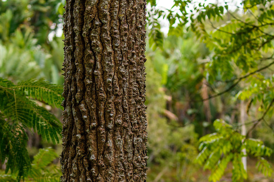 Crocodile tree, Ivoloina park, Madagascar Our guide called this a "Crocodile tree", but this doesn't lead me to a single species. It may mean a species in the Terminalia genus, but I'm unsure, as this particular guide was pretty clueless about many things. The bark does resemble a crocodile's skin though.<br />
<figure class="photo"><a href="https://www.jungledragon.com/image/90984/crocodile_tree_-_full_ivoloina_park_madagascar.html" title="Crocodile tree - full, Ivoloina park, Madagascar"><img src="https://s3.amazonaws.com/media.jungledragon.com/images/2/90984_thumb.jpg?AWSAccessKeyId=05GMT0V3GWVNE7GGM1R2&Expires=1770854410&Signature=nRfugCEc1a%2BQoQMuDvZFY%2FRL1SE%3D" width="102" height="152" alt="Crocodile tree - full, Ivoloina park, Madagascar Our guide called this a "Crocodile tree", but this doesn't lead me to a single species. It may mean a species in the Terminalia genus, but I'm unsure, as this particular guide was pretty clueless about many things. The bark does resemble a crocodile's skin though.<br />
https://www.jungledragon.com/image/90983/crocodile_tree_ivoloina_park_madagascar.html Africa,Ivoloina park,Madagascar,Madagascar 2019,World" /></a></figure> Africa,Ivoloina park,Madagascar,Madagascar 2019,World