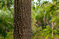 Crocodile tree, Ivoloina park, Madagascar Our guide called this a "Crocodile tree", but this doesn't lead me to a single species. It may mean a species in the Terminalia genus, but I'm unsure, as this particular guide was pretty clueless about many things. The bark does resemble a crocodile's skin though.<br />
https://www.jungledragon.com/image/90984/crocodile_tree_-_full_ivoloina_park_madagascar.html Africa,Ivoloina park,Madagascar,Madagascar 2019,World