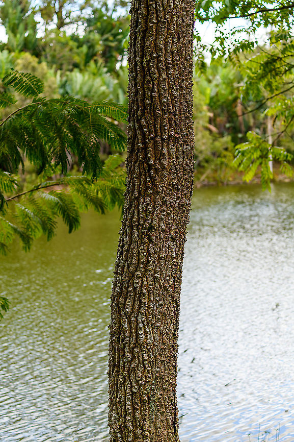 Crocodile tree - full, Ivoloina park, Madagascar Our guide called this a "Crocodile tree", but this doesn't lead me to a single species. It may mean a species in the Terminalia genus, but I'm unsure, as this particular guide was pretty clueless about many things. The bark does resemble a crocodile's skin though.<br />
<figure class="photo"><a href="https://www.jungledragon.com/image/90983/crocodile_tree_ivoloina_park_madagascar.html" title="Crocodile tree, Ivoloina park, Madagascar"><img src="https://s3.amazonaws.com/media.jungledragon.com/images/2/90983_thumb.jpg?AWSAccessKeyId=05GMT0V3GWVNE7GGM1R2&Expires=1770854410&Signature=NlvVwuAZbXDf%2Bl5t7KdAwYJ7Y24%3D" width="200" height="134" alt="Crocodile tree, Ivoloina park, Madagascar Our guide called this a "Crocodile tree", but this doesn't lead me to a single species. It may mean a species in the Terminalia genus, but I'm unsure, as this particular guide was pretty clueless about many things. The bark does resemble a crocodile's skin though.<br />
https://www.jungledragon.com/image/90984/crocodile_tree_-_full_ivoloina_park_madagascar.html Africa,Ivoloina park,Madagascar,Madagascar 2019,World" /></a></figure> Africa,Ivoloina park,Madagascar,Madagascar 2019,World