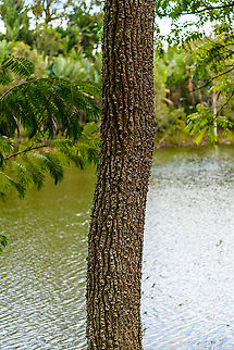 Crocodile tree - full, Ivoloina park, Madagascar Our guide called this a "Crocodile tree", but this doesn't lead me to a single species. It may mean a species in the Terminalia genus, but I'm unsure, as this particular guide was pretty clueless about many things. The bark does resemble a crocodile's skin though.
https://www.jungledragon.com/image/90983/crocodile_tree_ivoloina_park_madagascar.html Africa,Ivoloina park,Madagascar,Madagascar 2019,World