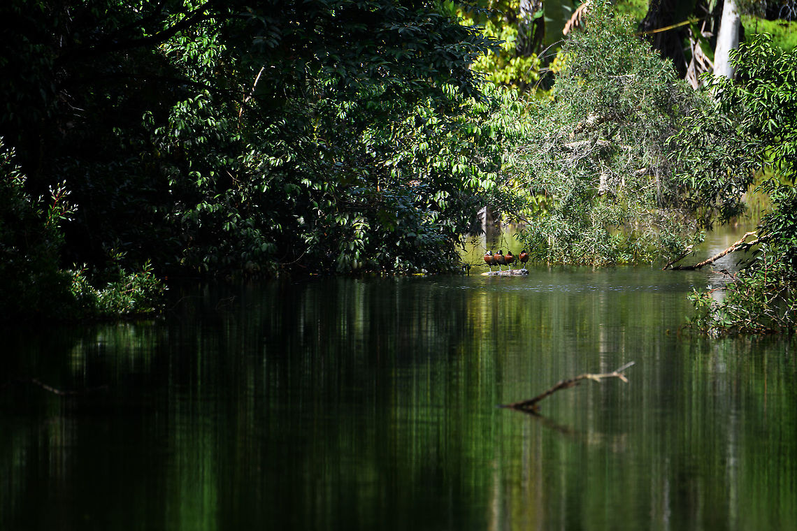 4 White-faced Whistling Ducks, Ivoloina park, Madagascar Quire remote, but these are 4 White-faced Whistling Ducks, all of them standing one-legged on a small log.  Africa,Dendrocygna viduata,Geotagged,Ivoloina park,Madagascar,Madagascar 2019,White-faced Whistling Duck,Winter,World