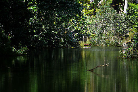 4 White-faced Whistling Ducks, Ivoloina park, Madagascar Quire remote, but these are 4 White-faced Whistling Ducks, all of them standing one-legged on a small log.  Africa,Dendrocygna viduata,Geotagged,Ivoloina park,Madagascar,Madagascar 2019,White-faced Whistling Duck,Winter,World