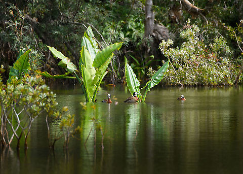 White-faced Whistling Ducks, Ivoloina park, Madagascar Floating around in the artificial lake of Ivoloina park. The large water plants are "Elephant ears":
https://www.jungledragon.com/image/87052/typhonodorum_lindleyanum_-_back_side_andasibe_madagascar.html Africa,Dendrocygna viduata,Ivoloina park,Madagascar,Madagascar 2019,White-faced Whistling Duck,World
