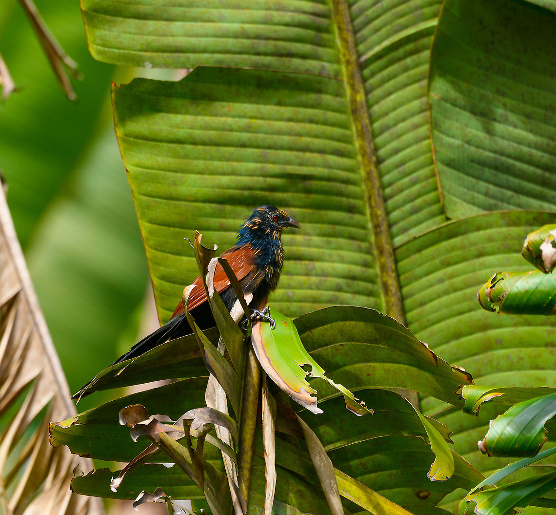 Malagasy coucal, Ivoloina park,Madagascar This is the non-breeding plumage, where they have the brown/yellow streaks. A very enterprising bird that is common in Madagascar. Africa,Centropus toulou,Ivoloina park,Madagascar,Madagascar 2019,Malagasy coucal,World
