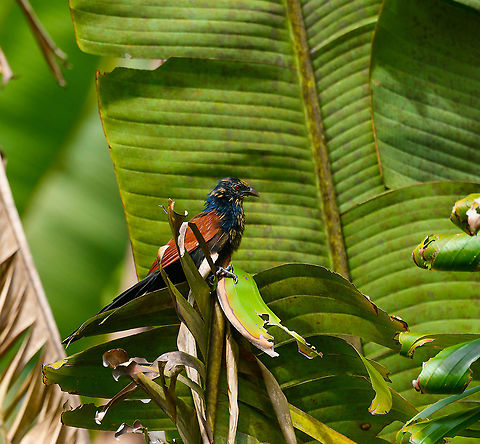 Malagasy coucal, Ivoloina park,Madagascar This is the non-breeding plumage, where they have the brown/yellow streaks. A very enterprising bird that is common in Madagascar. Africa,Centropus toulou,Ivoloina park,Madagascar,Madagascar 2019,Malagasy coucal,World