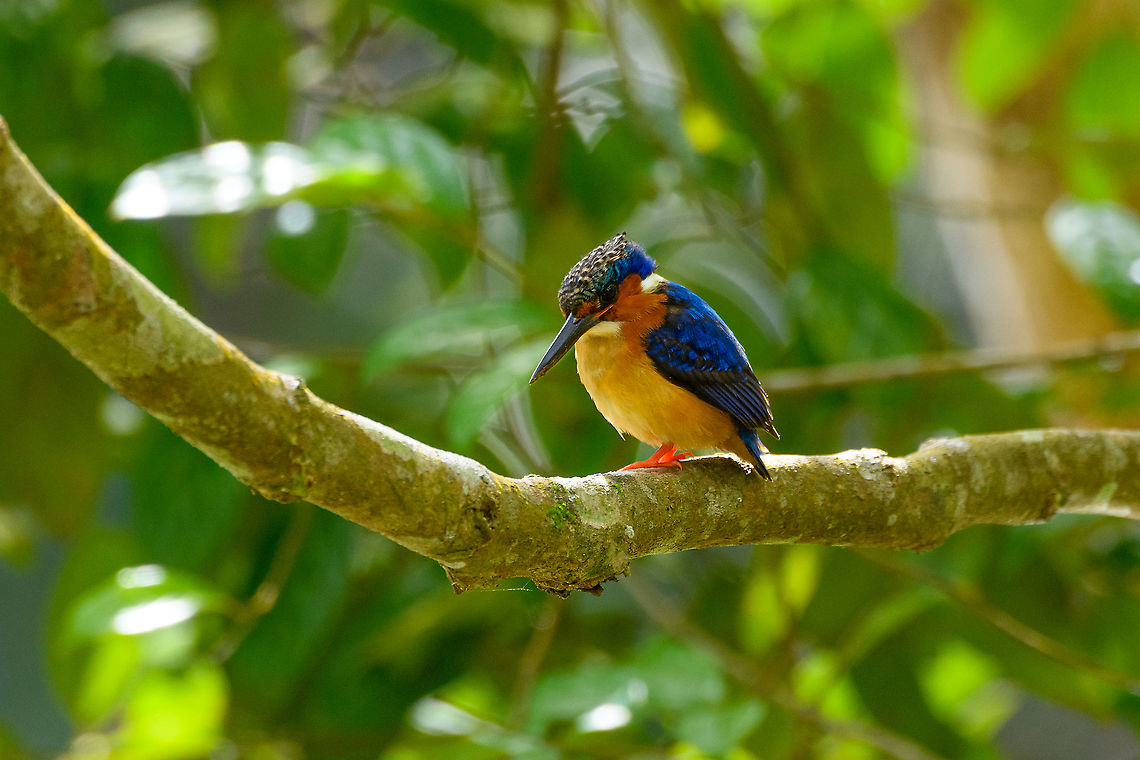 Malagasy kingfisher on watch, Ivoloina park,Madagascar Aware of our presence, yet occupied with tracking prey in the lake below. Africa,Corythornis vintsioides,Geotagged,Ivoloina park,Madagascar,Madagascar 2019,Malagasy kingfisher,Winter,World