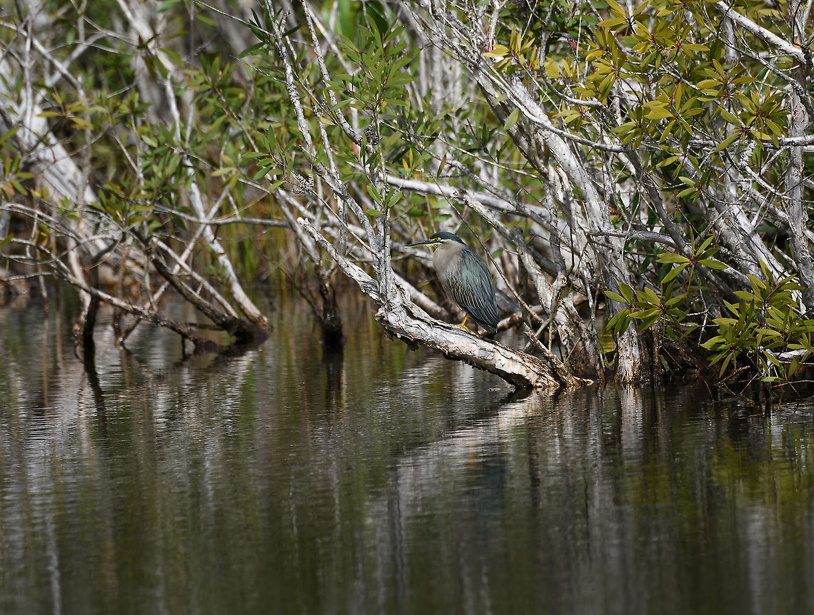 Striated heron, Ivoloina park, Madagascar Motionless, overseeing the lake at Ivoloina park. Also known as the green-backed heron.<br />
<br />
This bird is notable for its unexpected intelligence. For example, it is known to throw bait in the water, and then strike when small fish come to check it out. Africa,Butorides striata,Geotagged,Ivoloina park,Madagascar,Madagascar 2019,Striated heron,Winter,World