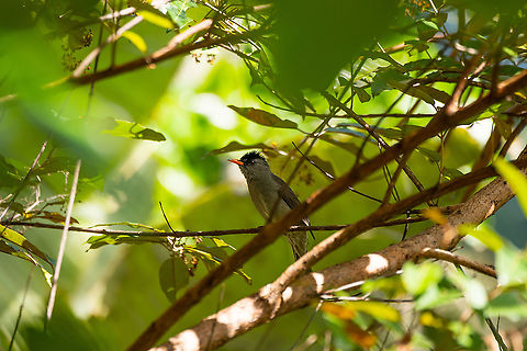 Malagasy Bulbul, Ivoloina park, Madagascar Common throughout Madagascar. Africa,Geotagged,Hypsipetes madagascariensis,Ivoloina park,Madagascar,Madagascar 2019,Malagasy Bulbul,Winter,World