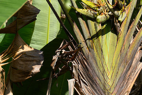 Souimanga sunbird (male), Ivoloina park,Madagascar Resisting my usual urge to crop, just to show how this tiny sunbird (foreground, middle) is dwarfed by the Traveler Palm in the background. 

This is the first photo of a male on JungleDragon, which even from this distance is unmistakable. If you zoom in closely enough, you'll see a metallic green head, metallic blue chest, followed by a red band. This combination sets the species apart from other sun birds. Africa,Cinnyris sovimanga,Geotagged,Ivoloina park,Madagascar,Madagascar 2019,Souimanga sunbird,Winter,World