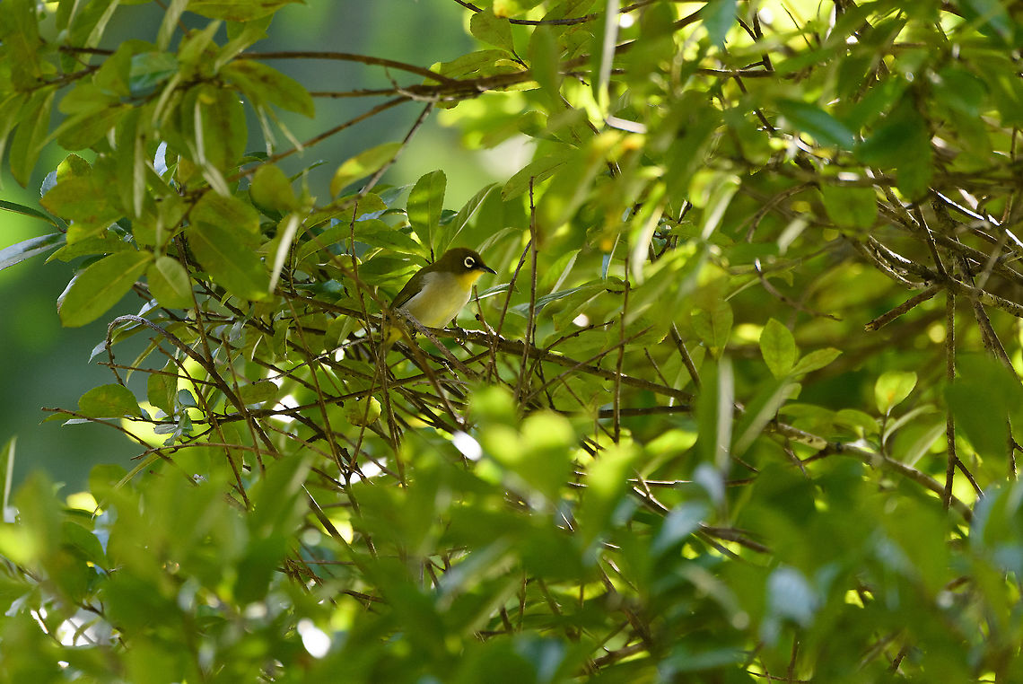 Malagasy White-eye, Ivoloina park,Madagascar Easy to identify as it&#039;s the only white-eye in the Indian Ocean Islands with the particular combination of a yellow throat and white/olive chest. <br />
<br />
Selecting by distribution makes it even easier. All species of white-eye, except for this one, are locally endemic to one (sometimes more) tiny Indian Ocean islands, therefore do not occur on the main island of Madagascar. A situation that reminds of Darwin&#039;s finches. Africa,Geotagged,Ivoloina park,Madagascar,Madagascar 2019,Malagasy White-eye,Winter,World,Zosterops maderaspatanus