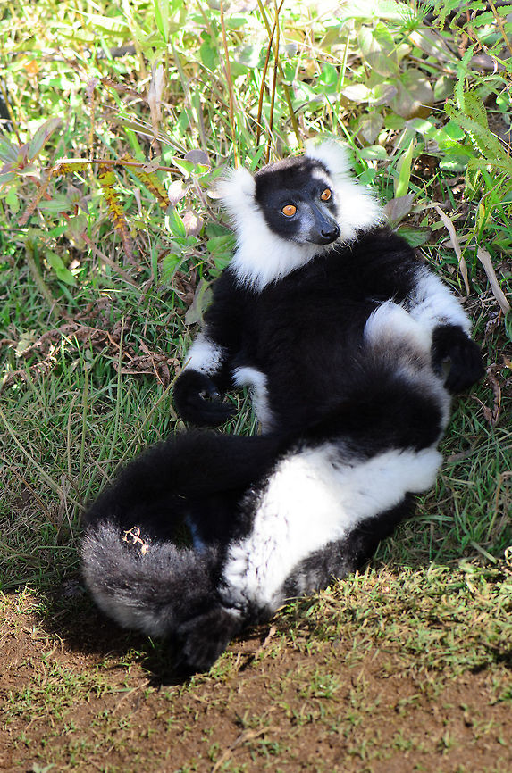 More grapes please A lazy Black-and-white ruffed lemur is not impressed by the recent batch of tourists visiting Lemur Island. Their gifts are below royal standards. Andasibe,Black-and-white ruffed lemur,Lemur island,Madagascar,Varecia variegata