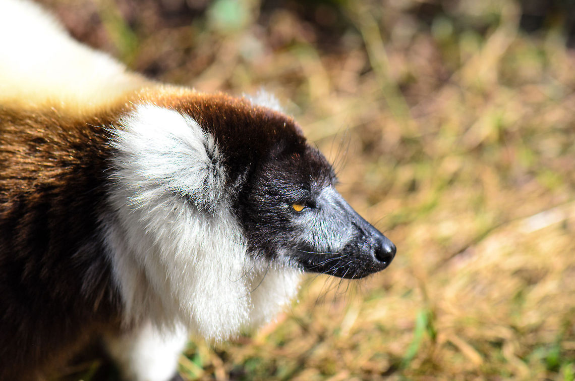 Bright Light It looks like cat genes have spread to Madagascar despite millions of years of evolutionary isolation. These genes are most present in this creature, lazy, arrogant yet cute, and sun worshipping. Andasibe,Black-and-white ruffed lemur,Geotagged,Lemur island,Madagascar,Varecia variegata