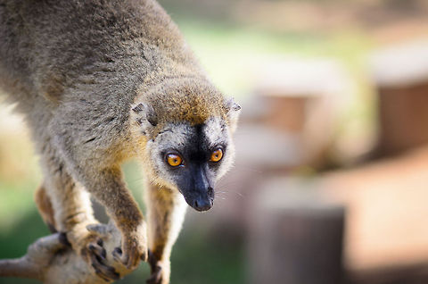 Red-fronted lemur ready to jump ...on tourists face. Andasibe,Eulemur rufifrons,Lemur island,Madagascar,Red-fronted lemur