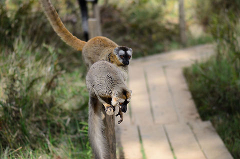 Red-fronted lemur couple The walking board you see on this photo is the entrance of Lemur Island in Andasibe, Madagascar. As you walk on it, several lemur species are ready to jump on your head and backpack. Here a Red-fronted lemur is awaiting new tourists. Andasibe,Eulemur rufifrons,Lemur island,Madagascar,Red-fronted lemur