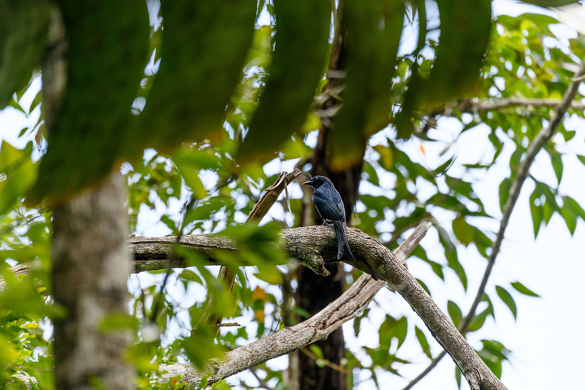 Crested Drongo, Ivoloina park, Madagascar  Africa,Crested drongo,Dicrurus forficatus,Geotagged,Ivoloina park,Madagascar,Madagascar 2019,Winter,World