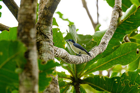 Chabert Vanga, Ivoloina park, Madagascar  Africa,Chabert Vanga,Geotagged,Ivoloina park,Leptopterus chabert,Madagascar,Madagascar 2019,Winter,World