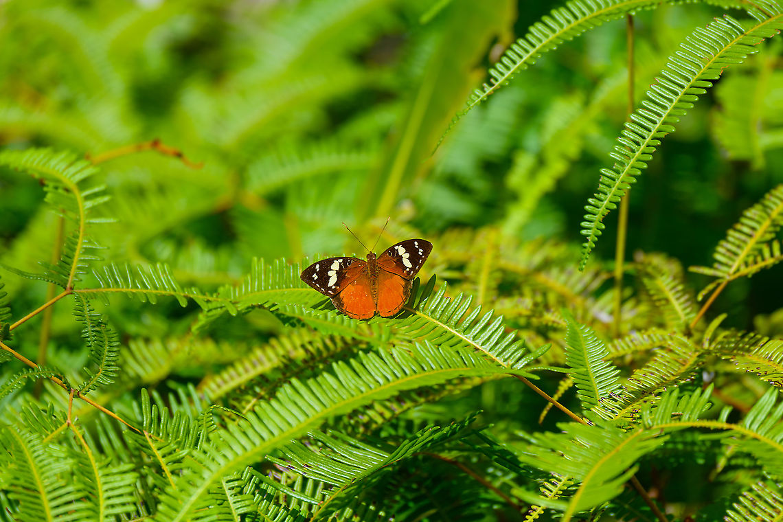 Aterica rabena, Ivoloina park, Madagascar And with this quick shot from the zoom lens, the set for our Madagascar 2019 trip is completed and shared. After 3 editions (2013, 2016, 2019) it likely is the end of our Madagascar coverage altogether.<br />
<br />
Farewell, Madagascar, we will never forget. Africa,Aterica rabena,Geotagged,Ivoloina park,Madagascar,Madagascar 2019,Winter,World