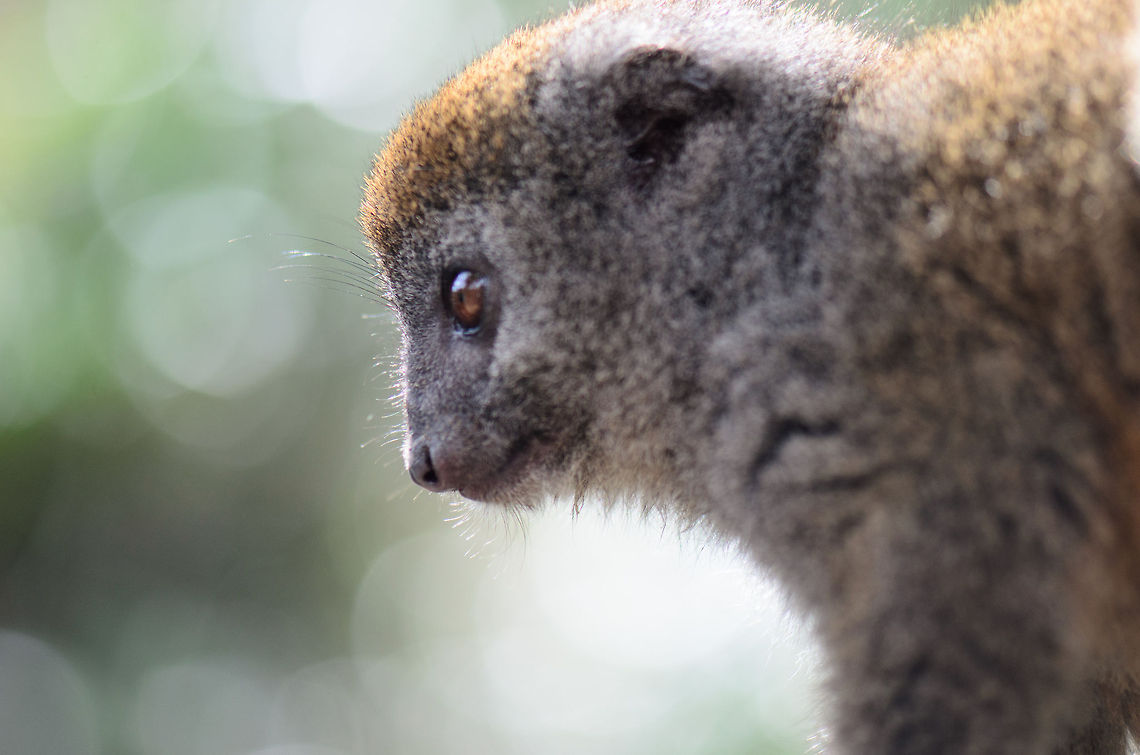 Eastern lesser bamboo lemur closeup  Andasibe,Eastern lesser bamboo lemur,Geotagged,Hapalemur griseus,Lemur island,Madagascar