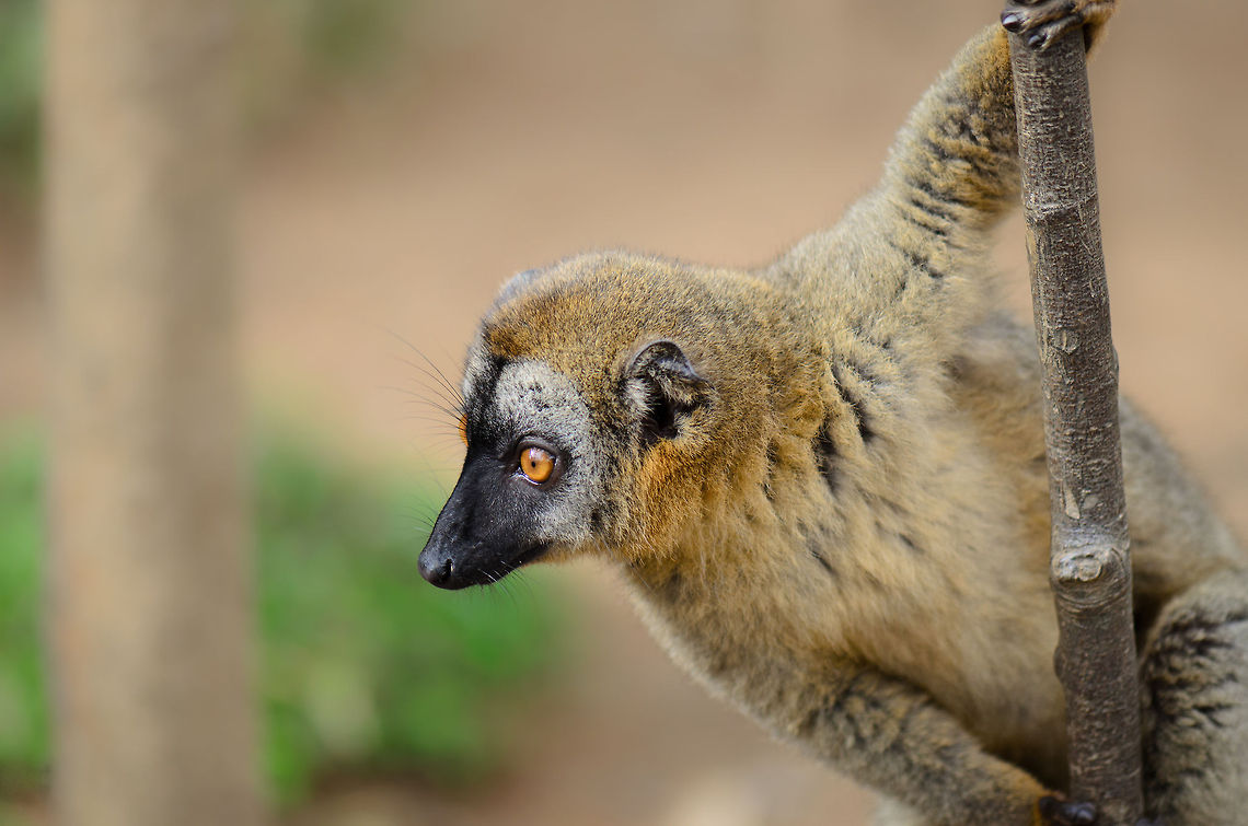 Curious Red-fronted lemur On the lookout for fruit from tourists at Lemur island, Andasibe, Madagascar. Andasibe,Eulemur rufifrons,Lemur island,Madagascar,Red-fronted lemur