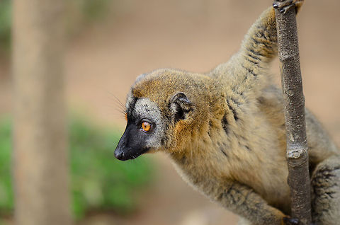 Curious Red-fronted lemur On the lookout for fruit from tourists at Lemur island, Andasibe, Madagascar. Andasibe,Eulemur rufifrons,Lemur island,Madagascar,Red-fronted lemur