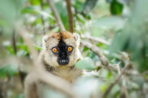 Where's the fruit?  Andasibe,Eulemur rufifrons,Geotagged,Lemur island,Madagascar,Red-fronted lemur