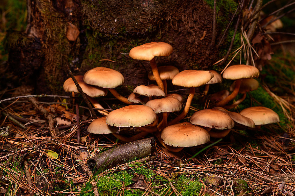 Cluster of Sulphur tuft, Heeswijk-Dinther, Netherlands Lighting with single off-camera flash and diffuser, awkwardly held with my other hand from a top angle. <br />
If you&#039;re bored...find me the 1mm shiny all-black beetle-like insect in the scene! Europe,Heeswijk-Dinther,Hypholoma fasciculare,Netherlands,Sulphur tuft,World