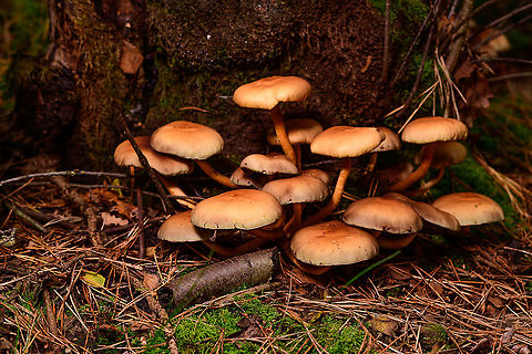 Cluster of Sulphur tuft, Heeswijk-Dinther, Netherlands Lighting with single off-camera flash and diffuser, awkwardly held with my other hand from a top angle. 
If you're bored...find me the 1mm shiny all-black beetle-like insect in the scene! Europe,Heeswijk-Dinther,Hypholoma fasciculare,Netherlands,Sulphur tuft,World