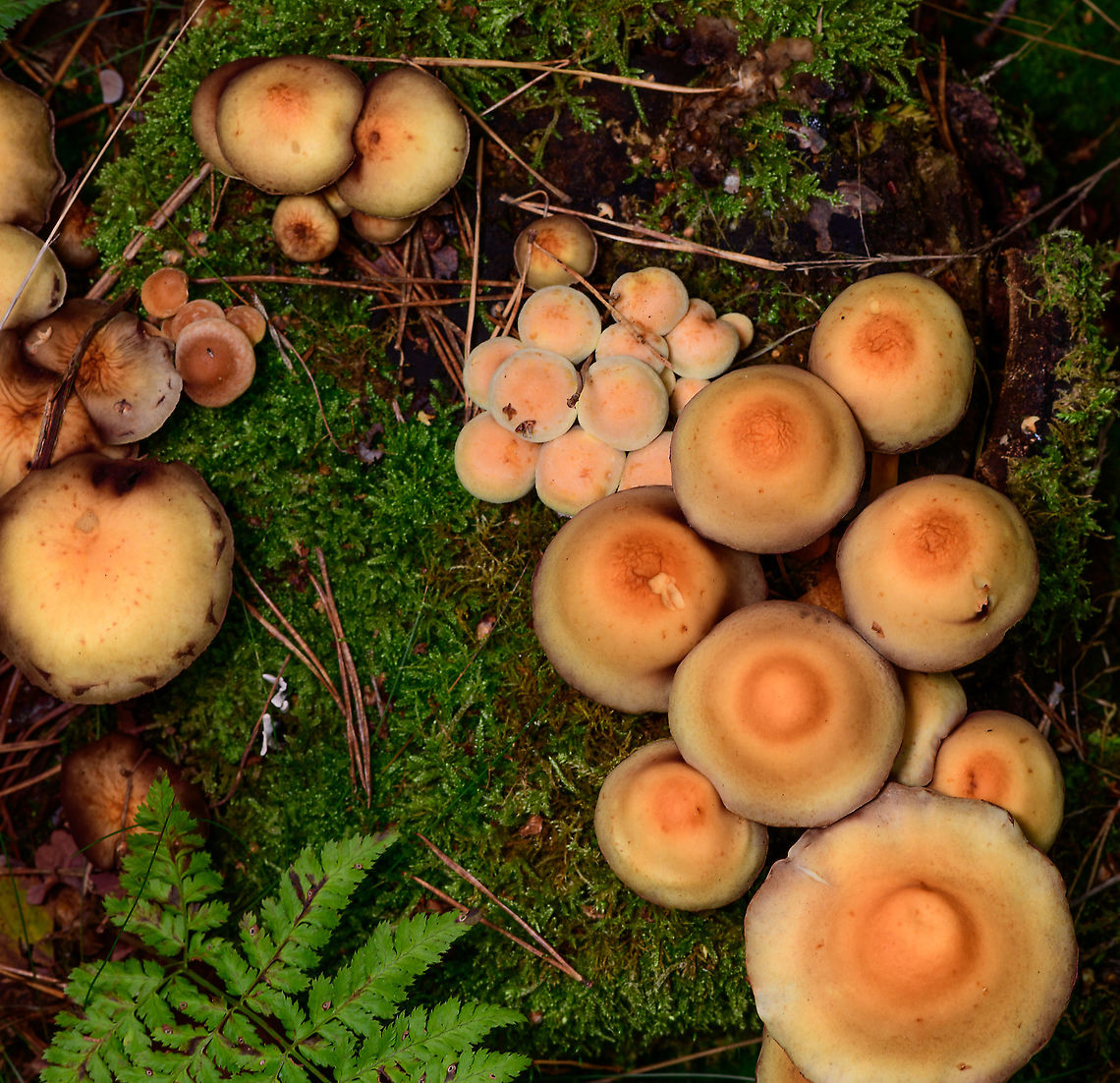 Clusters of Sulphur tuft, Heeswijk-Dinther, Netherlands Top view of multiple clusters in different stages. Europe,Heeswijk-Dinther,Hypholoma fasciculare,Netherlands,Sulphur tuft,World