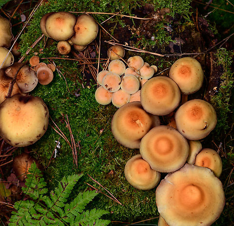 Clusters of Sulphur tuft, Heeswijk-Dinther, Netherlands Top view of multiple clusters in different stages. Europe,Heeswijk-Dinther,Hypholoma fasciculare,Netherlands,Sulphur tuft,World