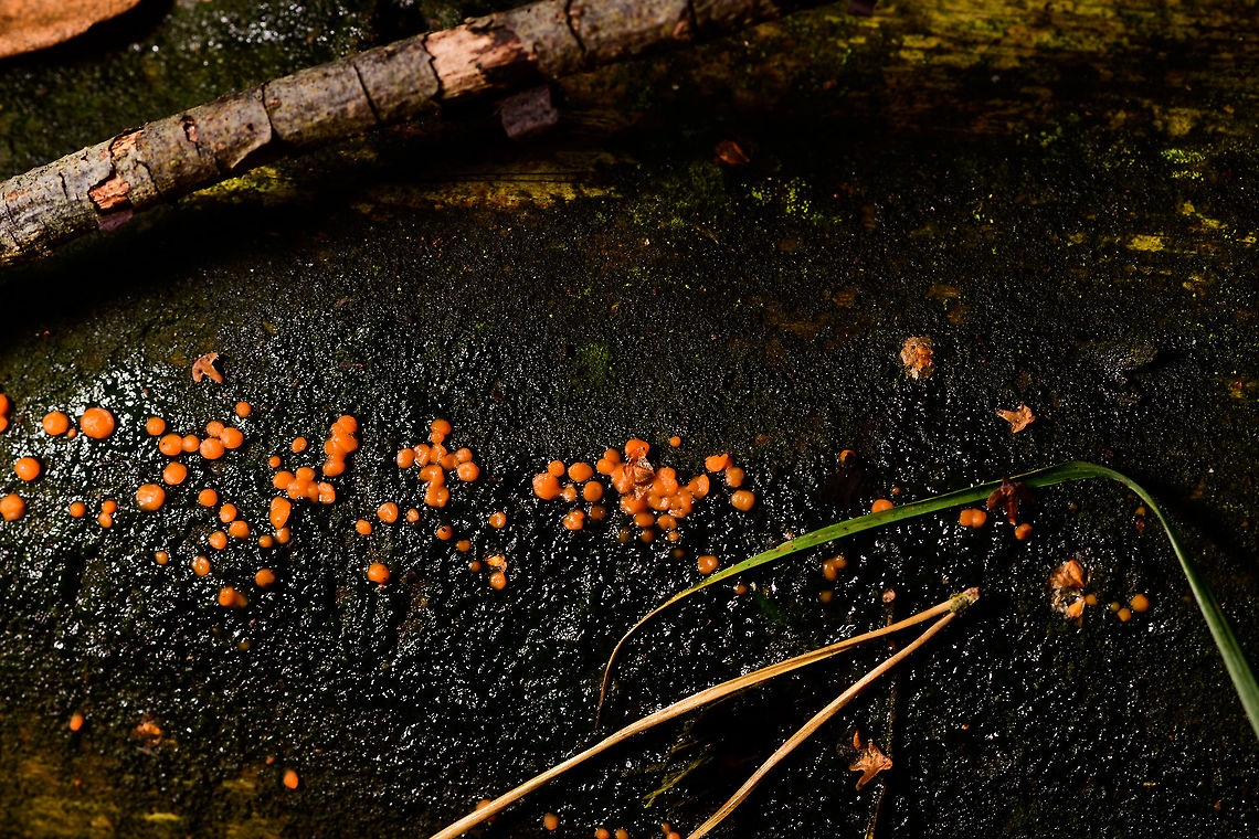 Common Jellyspot, Heeswijk-Dinther, Netherlands Common in the Netherlands, on different types of decaying wood. <br />
<figure class="photo"><a href="https://www.jungledragon.com/image/91566/common_jellyspot_-_closeup_heeswijk-dinther_netherlands.html" title="Common Jellyspot - closeup, Heeswijk-Dinther, Netherlands"><img src="https://s3.amazonaws.com/media.jungledragon.com/images/2/91566_thumb.jpg?AWSAccessKeyId=05GMT0V3GWVNE7GGM1R2&Expires=1769040010&Signature=m71siFtND1BjTb5EuKdoltmVGpw%3D" width="200" height="134" alt="Common Jellyspot - closeup, Heeswijk-Dinther, Netherlands Common in the Netherlands, on different types of decaying wood. <br />
https://www.jungledragon.com/image/91565/common_jellyspot_heeswijk-dinther_netherlands.html<br />
https://www.jungledragon.com/image/91567/common_jellyspot_-_deep_crop_heeswijk-dinther_netherlands.html Common Jellyspot,Dacrymyces stillatus,Europe,Heeswijk-Dinther,Netherlands,World" /></a></figure><br />
<figure class="photo"><a href="https://www.jungledragon.com/image/91567/common_jellyspot_-_deep_crop_heeswijk-dinther_netherlands.html" title="Common Jellyspot - deep crop, Heeswijk-Dinther, Netherlands"><img src="https://s3.amazonaws.com/media.jungledragon.com/images/2/91567_thumb.jpg?AWSAccessKeyId=05GMT0V3GWVNE7GGM1R2&Expires=1769040010&Signature=069fWH4vr8gxOv%2F3pjuirJti8m4%3D" width="200" height="134" alt="Common Jellyspot - deep crop, Heeswijk-Dinther, Netherlands Common in the Netherlands, on different types of decaying wood. <br />
https://www.jungledragon.com/image/91565/common_jellyspot_heeswijk-dinther_netherlands.html<br />
https://www.jungledragon.com/image/91566/common_jellyspot_-_closeup_heeswijk-dinther_netherlands.html Common Jellyspot,Dacrymyces stillatus,Europe,Heeswijk-Dinther,Netherlands,World" /></a></figure> Common Jellyspot,Dacrymyces stillatus,Europe,Heeswijk-Dinther,Netherlands,World